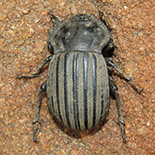 Anomalipus expansicollis